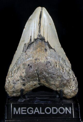 Bargain Megalodon Tooth - North Carolina #37346